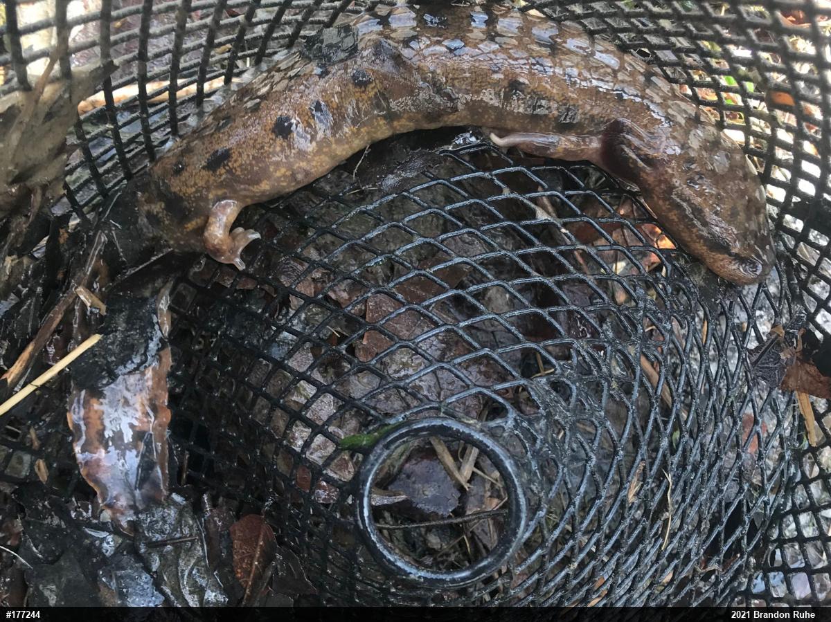 Common Mudpuppy