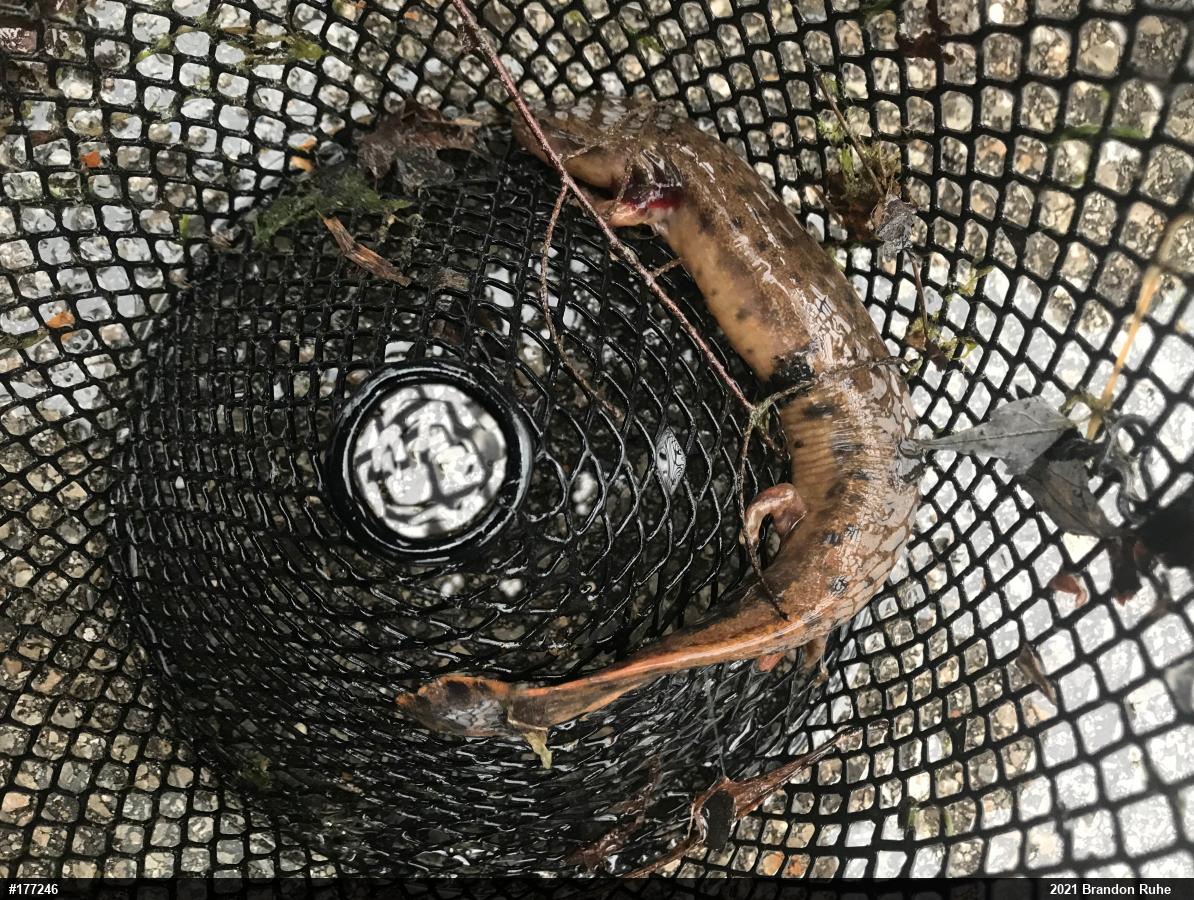 Common Mudpuppy