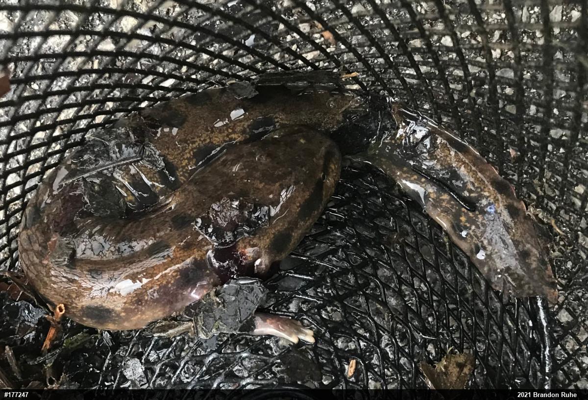 Common Mudpuppy