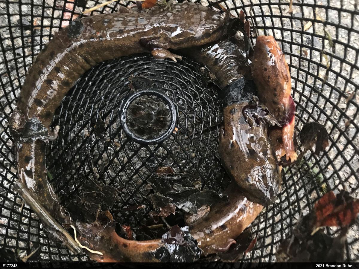 Common Mudpuppy