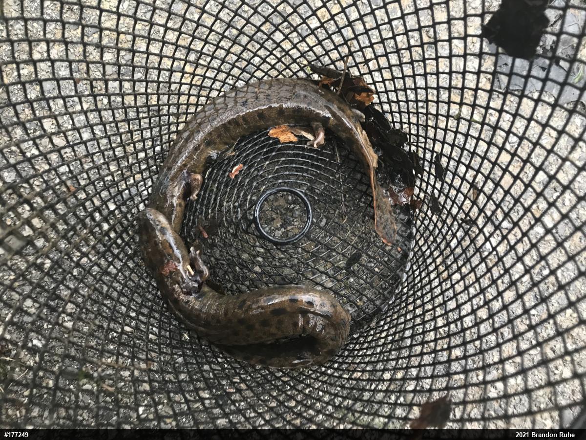 Common Mudpuppy
