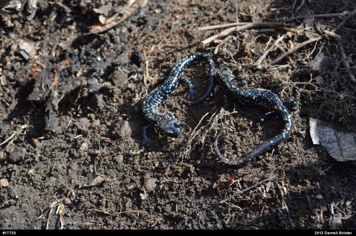 Northern Slimy Salamander