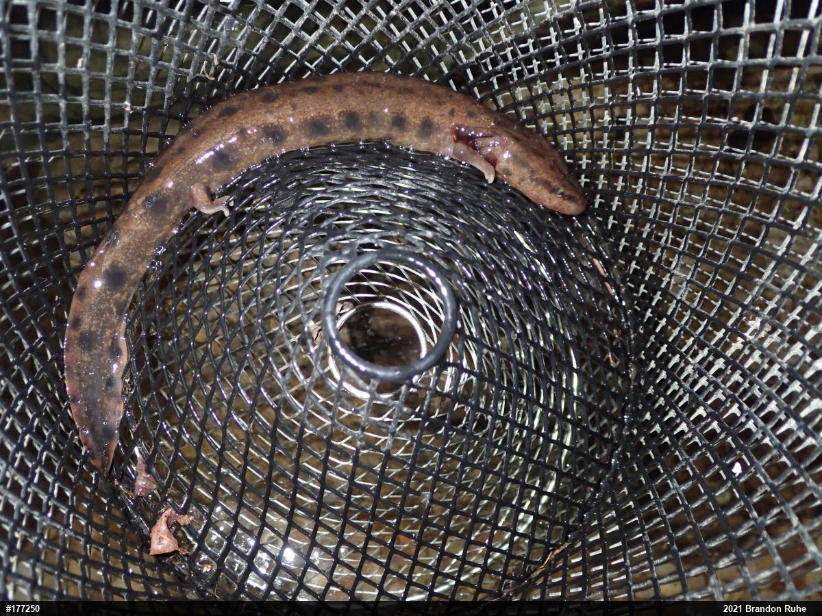 Common Mudpuppy