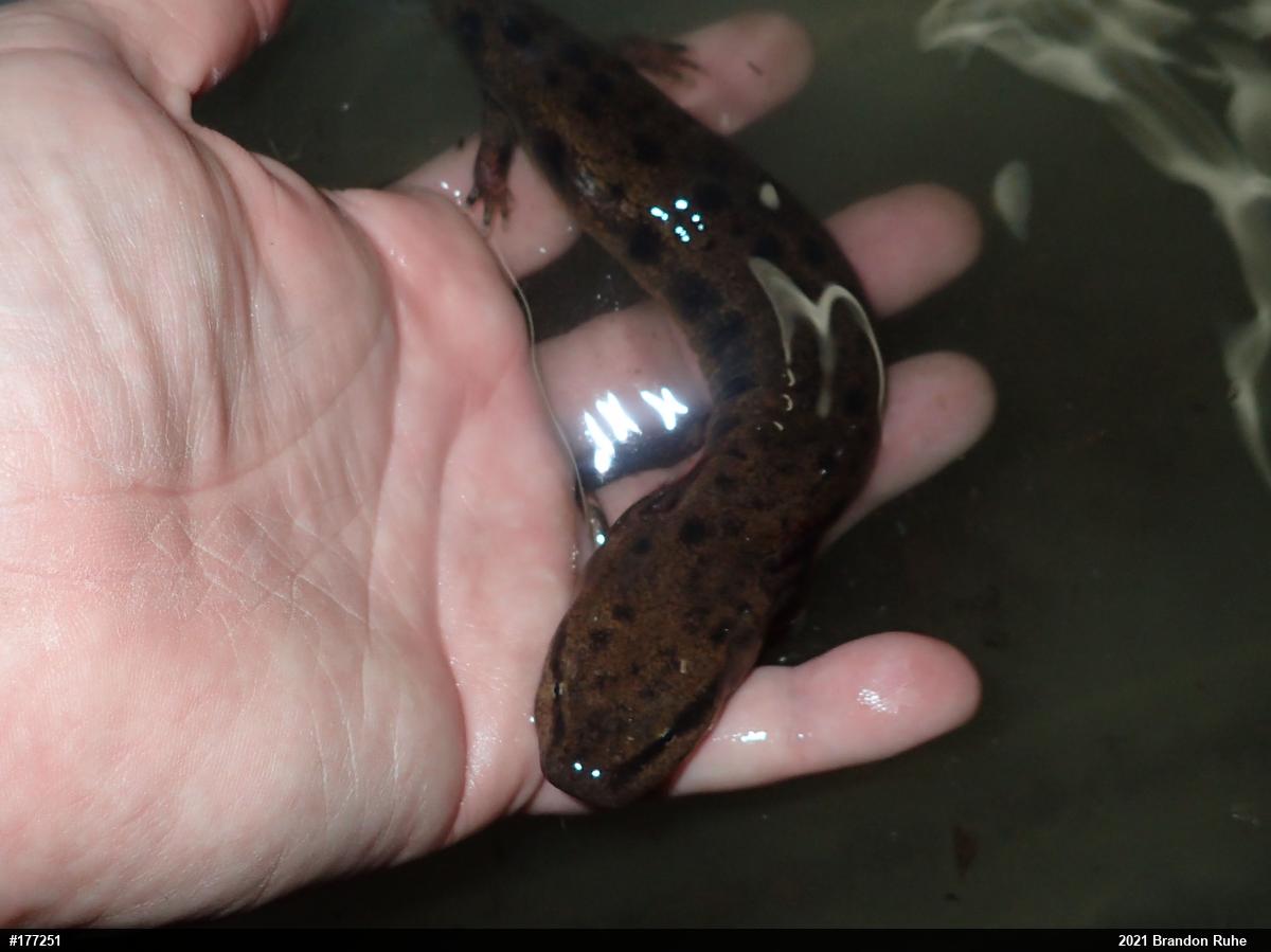 Common Mudpuppy