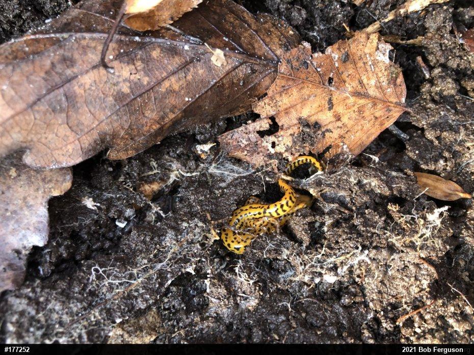 Eastern Long-tailed Salamander