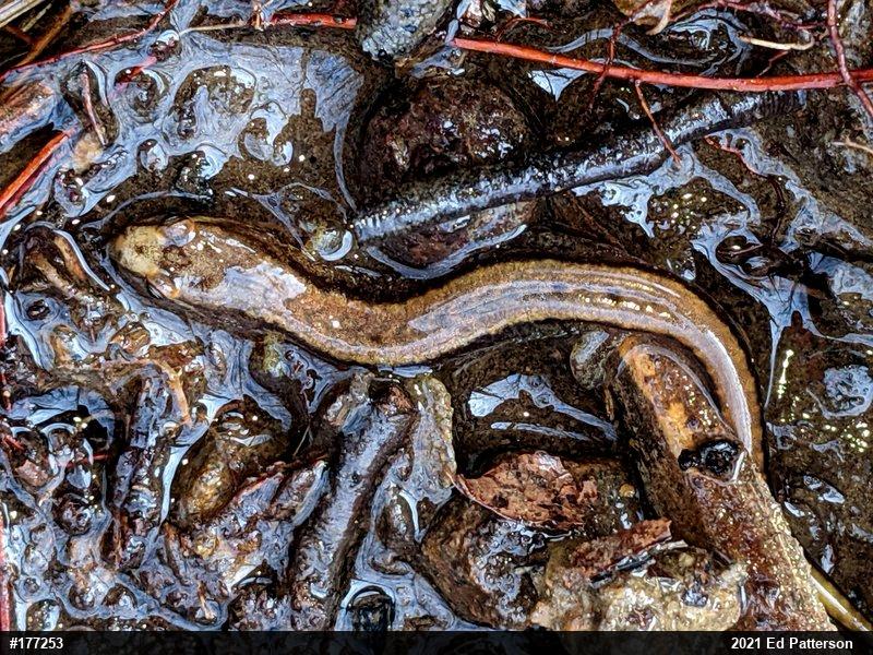 Allegheny Mountain Dusky Salamander