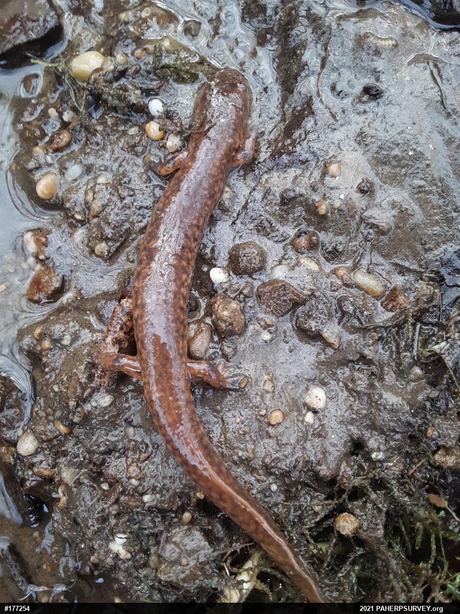 Northern Spring Salamander