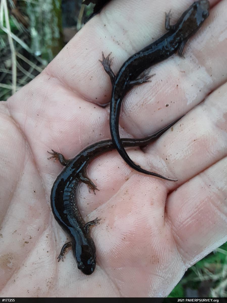 Allegheny Mountain Dusky Salamander