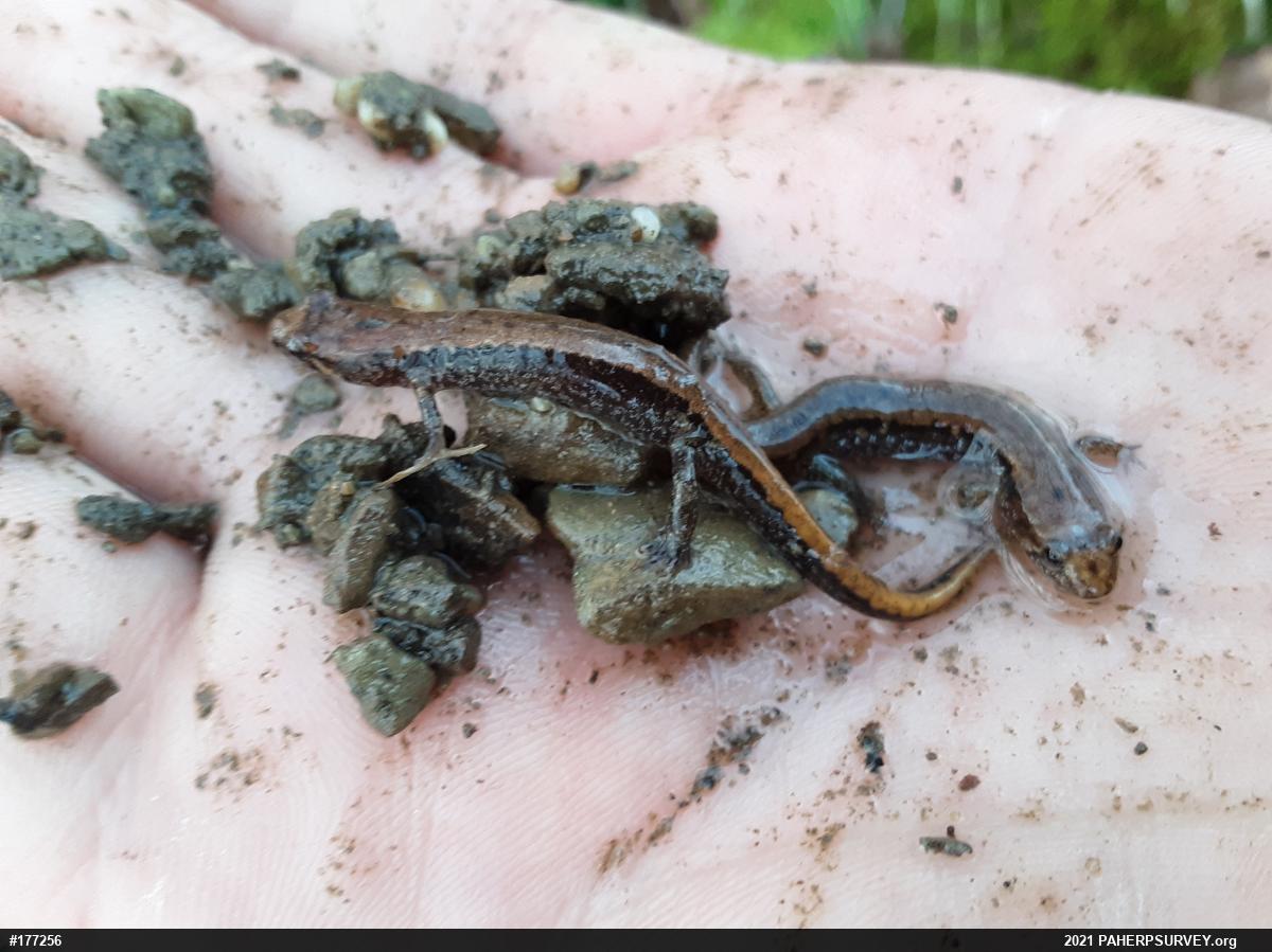 Allegheny Mountain Dusky Salamander