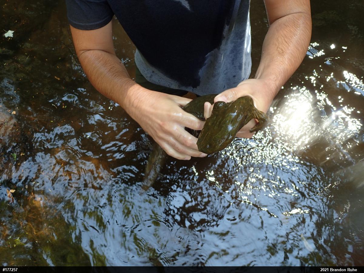 Eastern Hellbender
