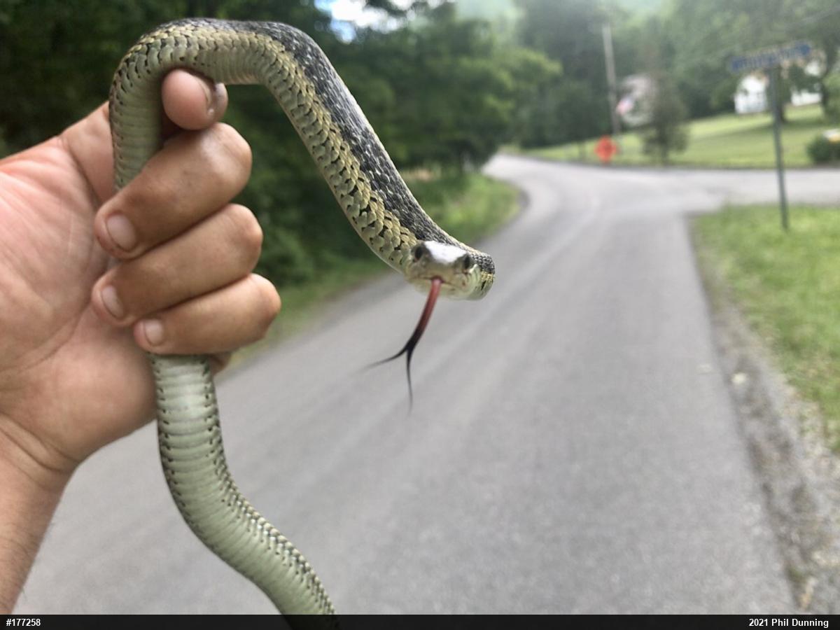 Eastern Gartersnake