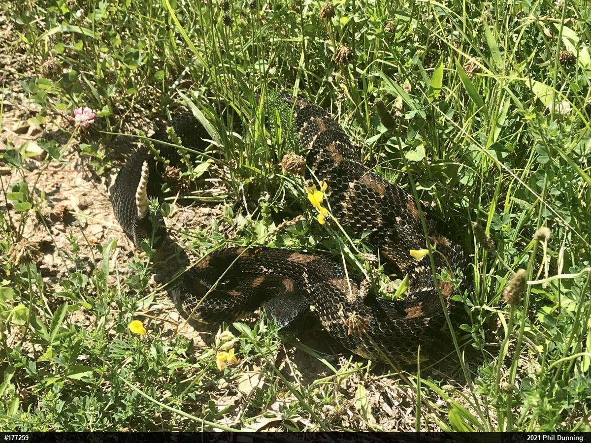 Timber Rattlesnake
