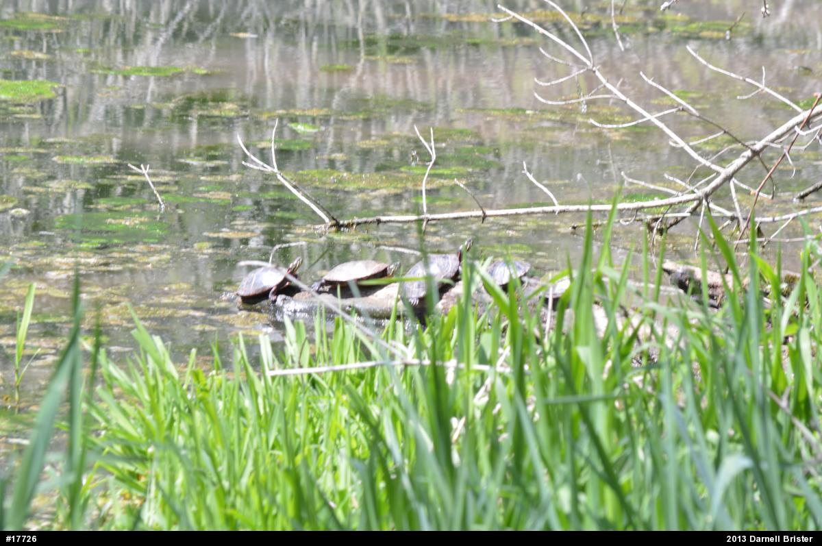 Painted Turtle