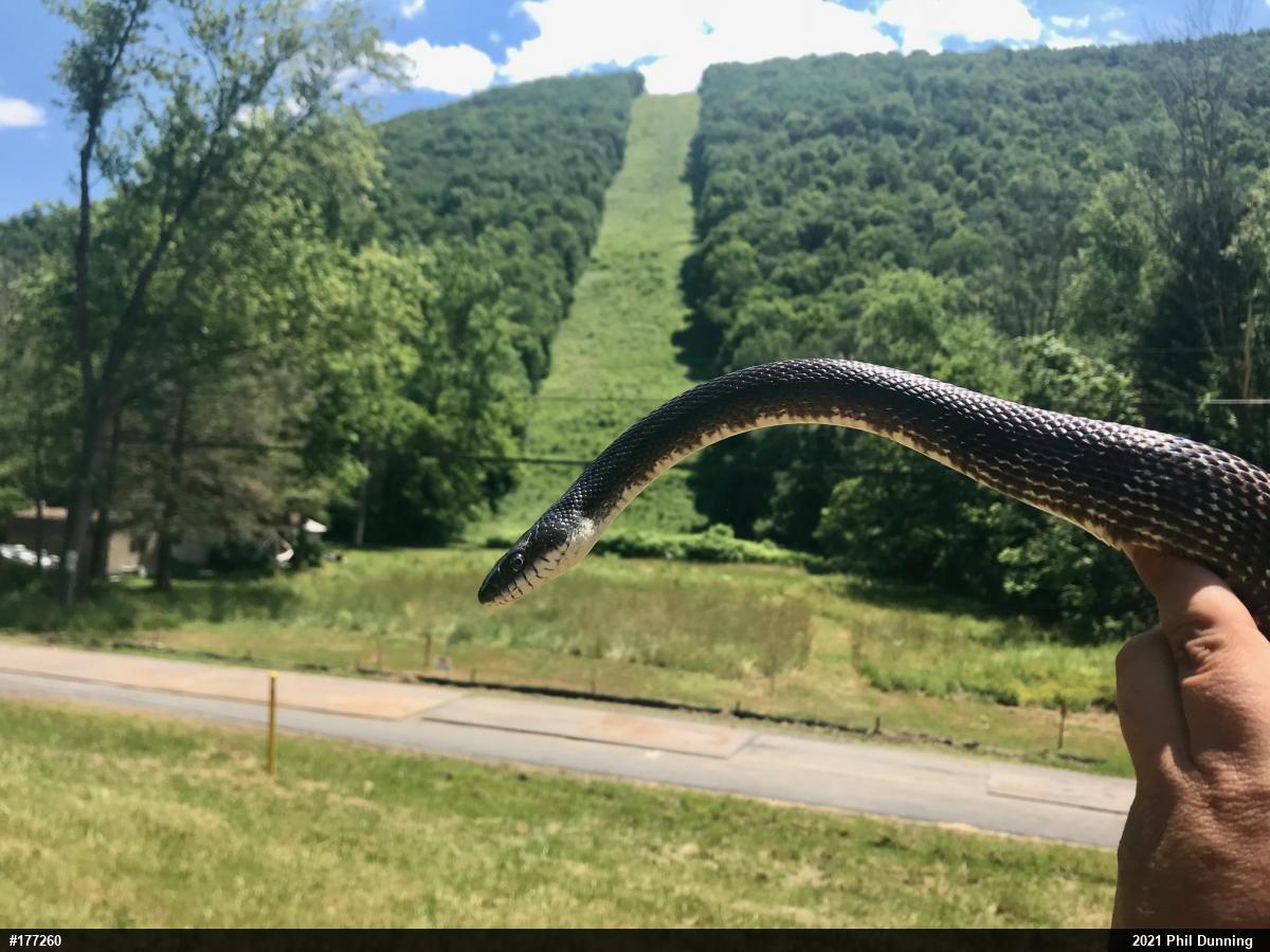 Eastern Ratsnake