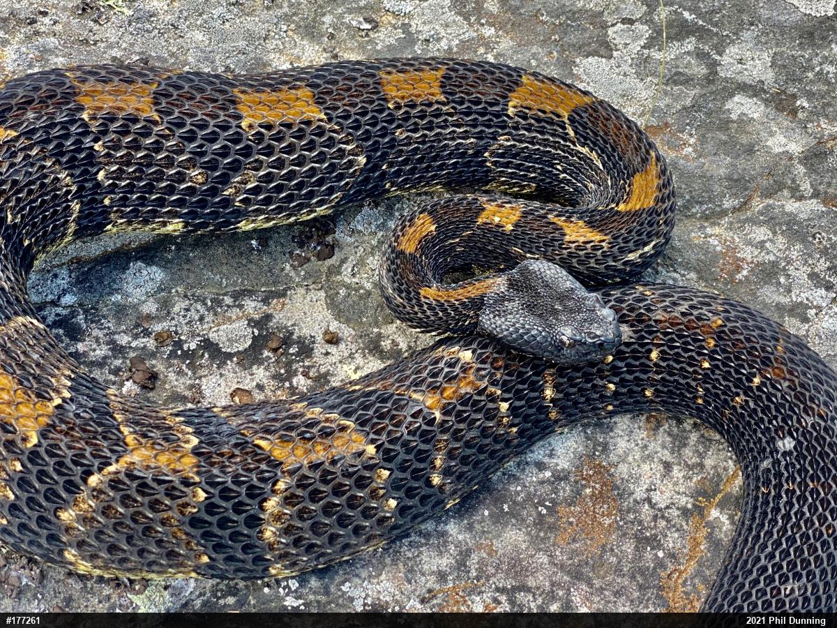 Timber Rattlesnake