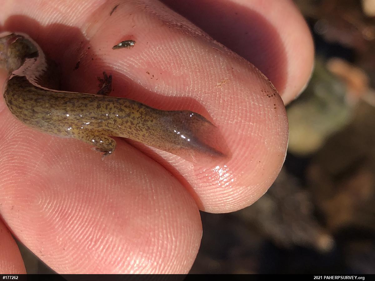 Northern Red Salamander
