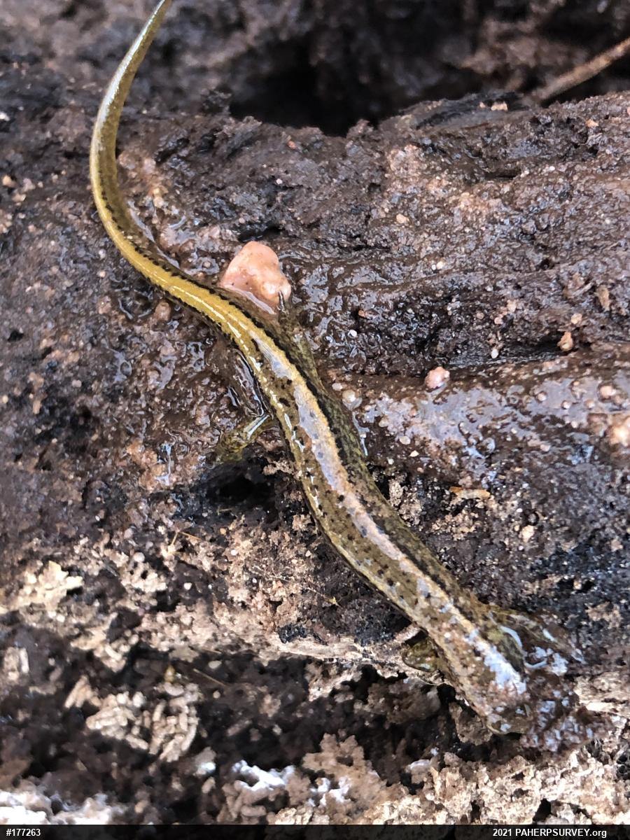 Northern Two-lined Salamander