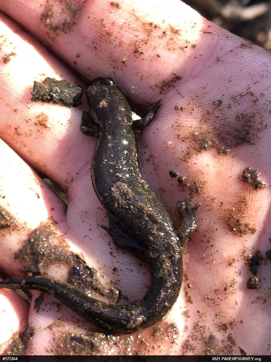 Northern Dusky Salamander