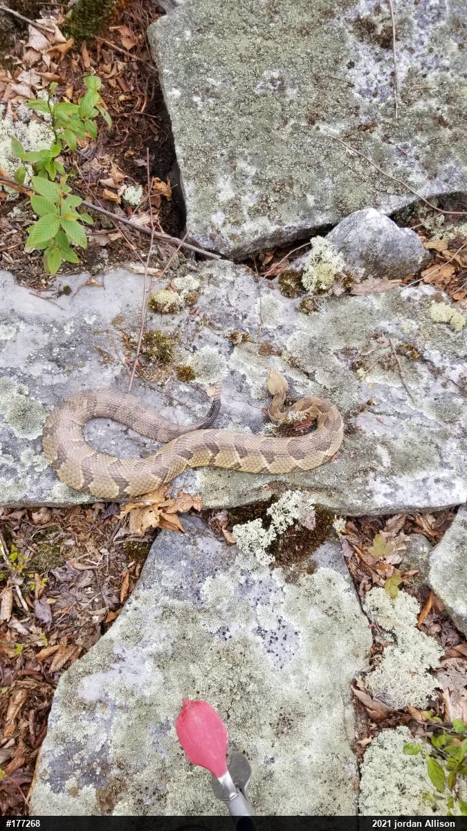 Timber Rattlesnake