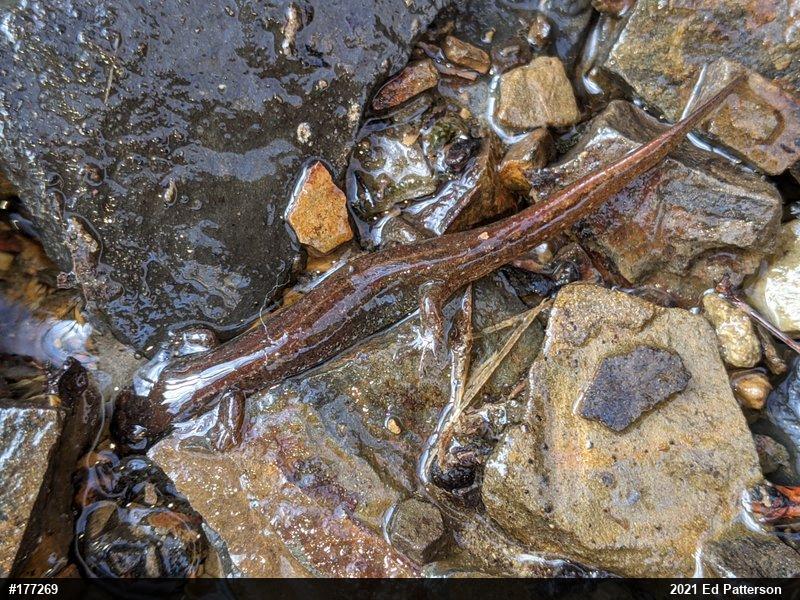 Northern Dusky Salamander