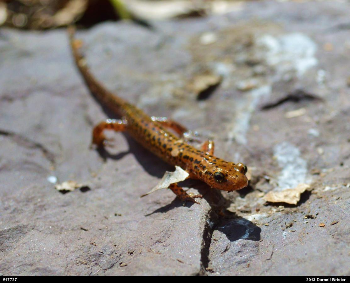 Eastern Long-tailed Salamander