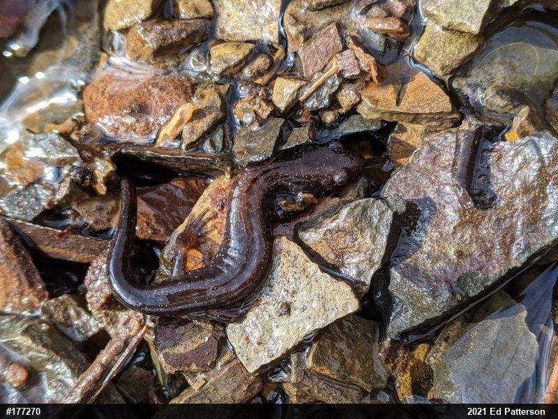 Allegheny Mountain Dusky Salamander