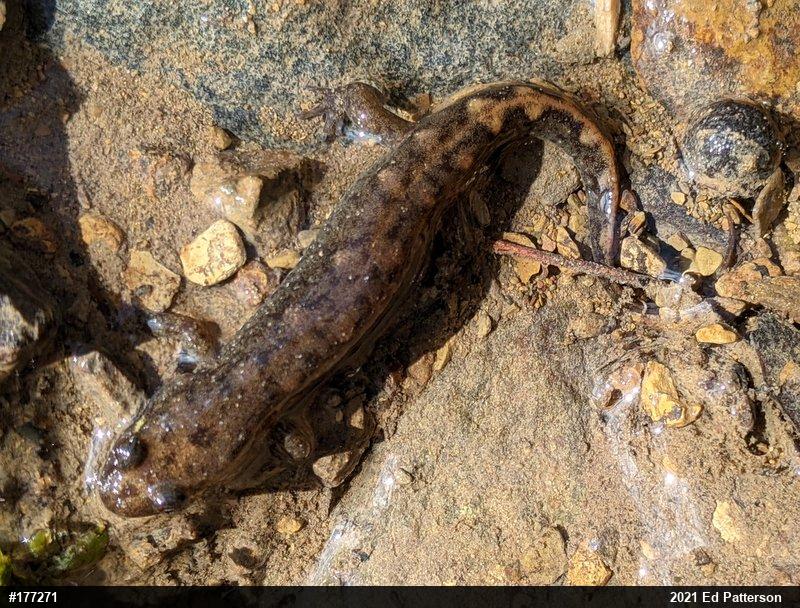 Seal Salamander