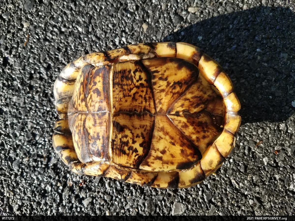 Eastern Box Turtle