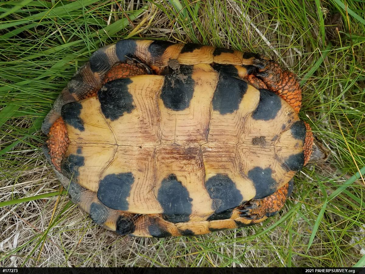 Wood Turtle