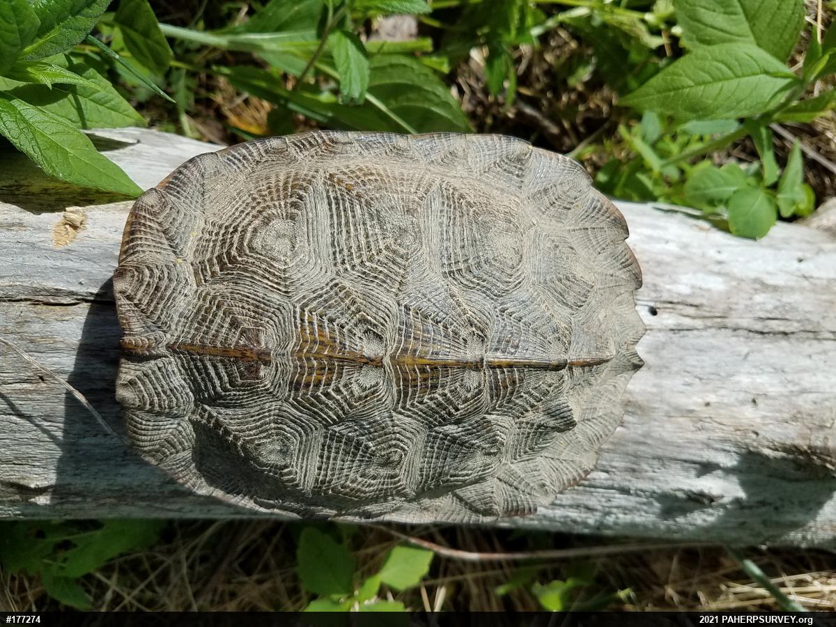 Wood Turtle