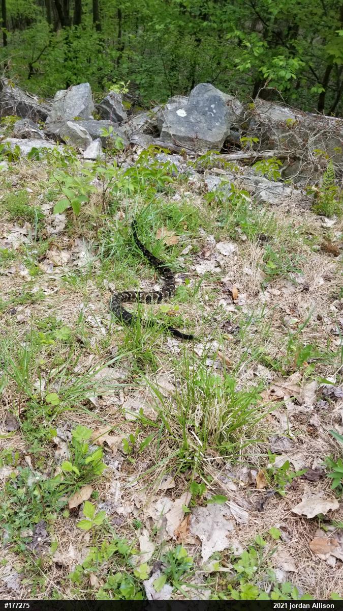 Timber Rattlesnake