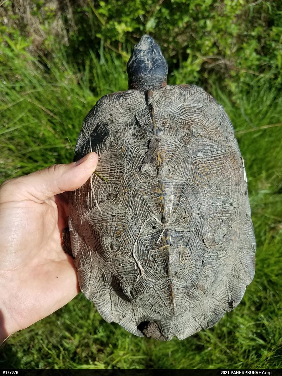 Wood Turtle