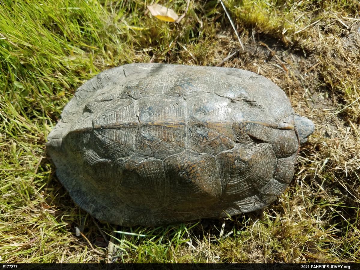 Wood Turtle
