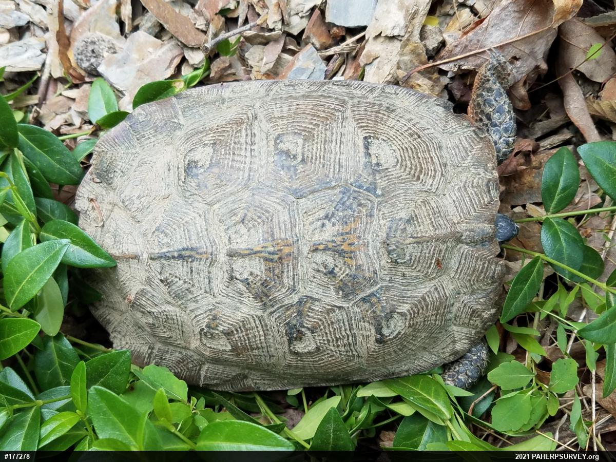 Wood Turtle