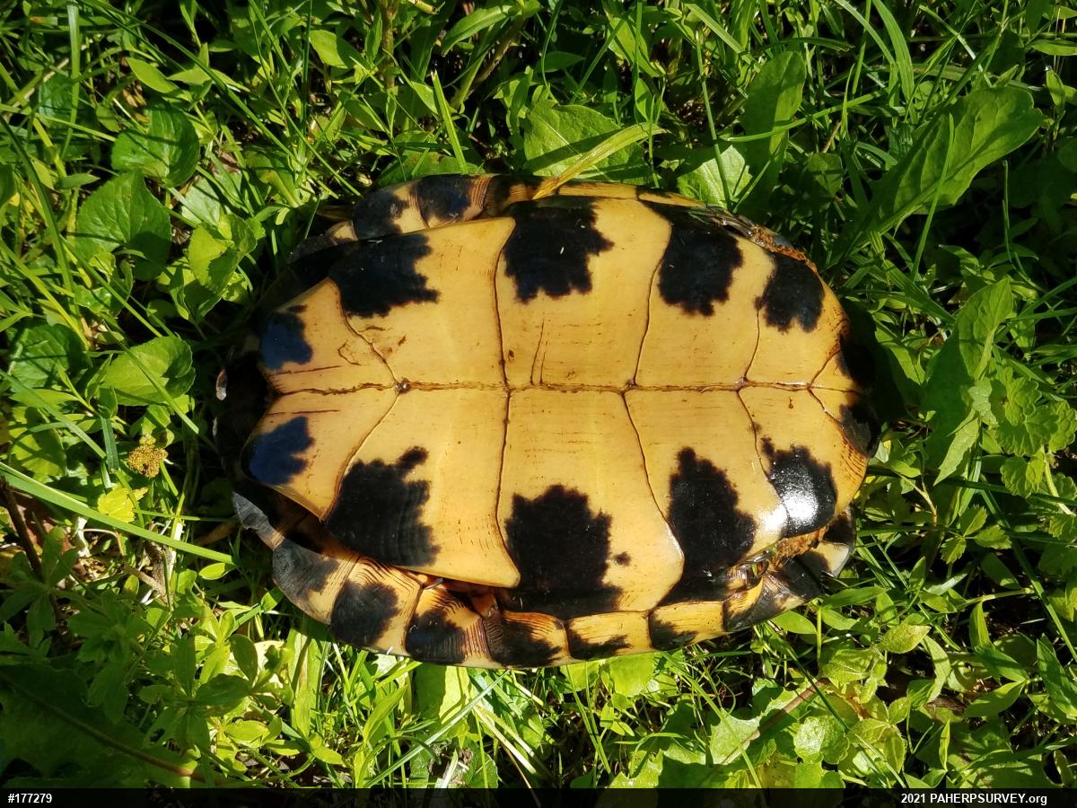 Wood Turtle