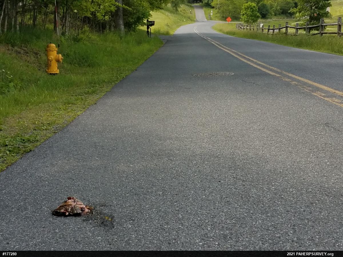 Eastern Box Turtle