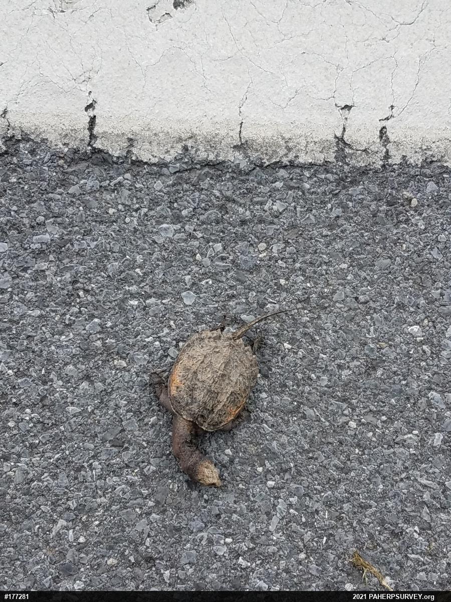 Snapping Turtle