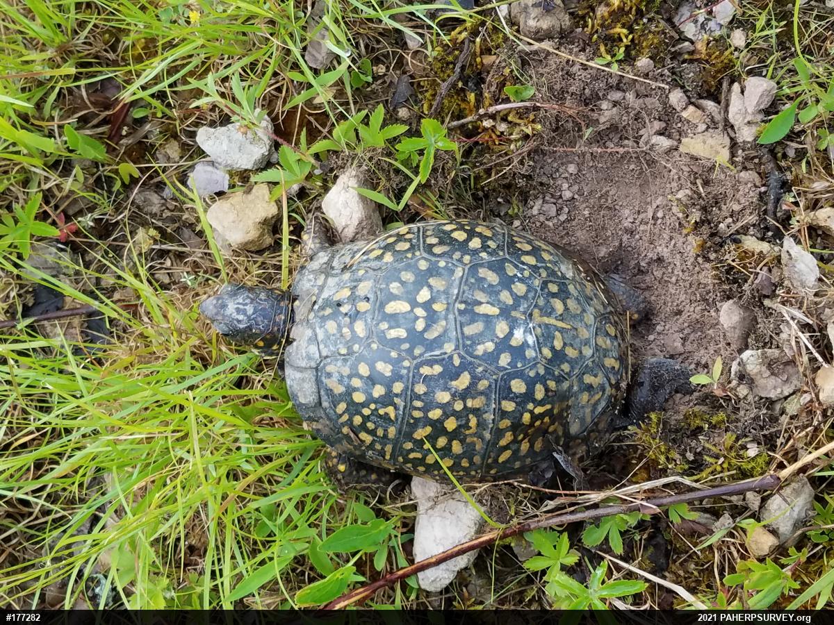 Eastern Box Turtle