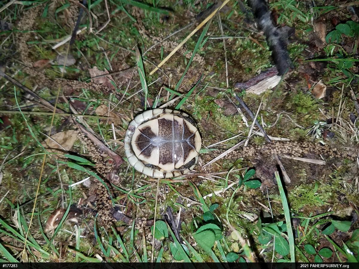 Eastern Box Turtle