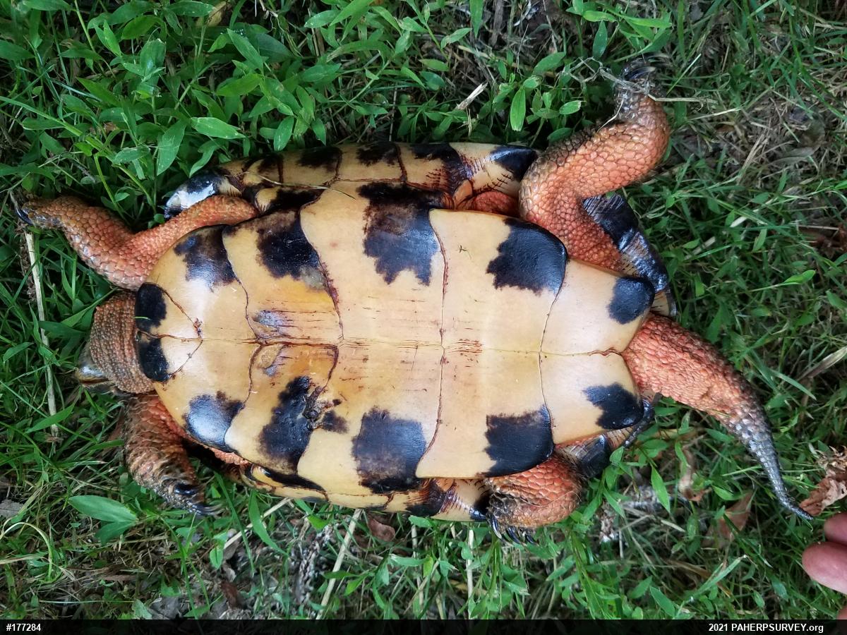 Wood Turtle