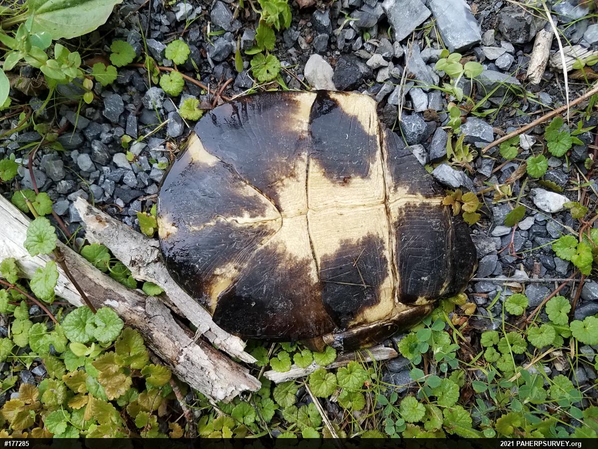 Eastern Box Turtle