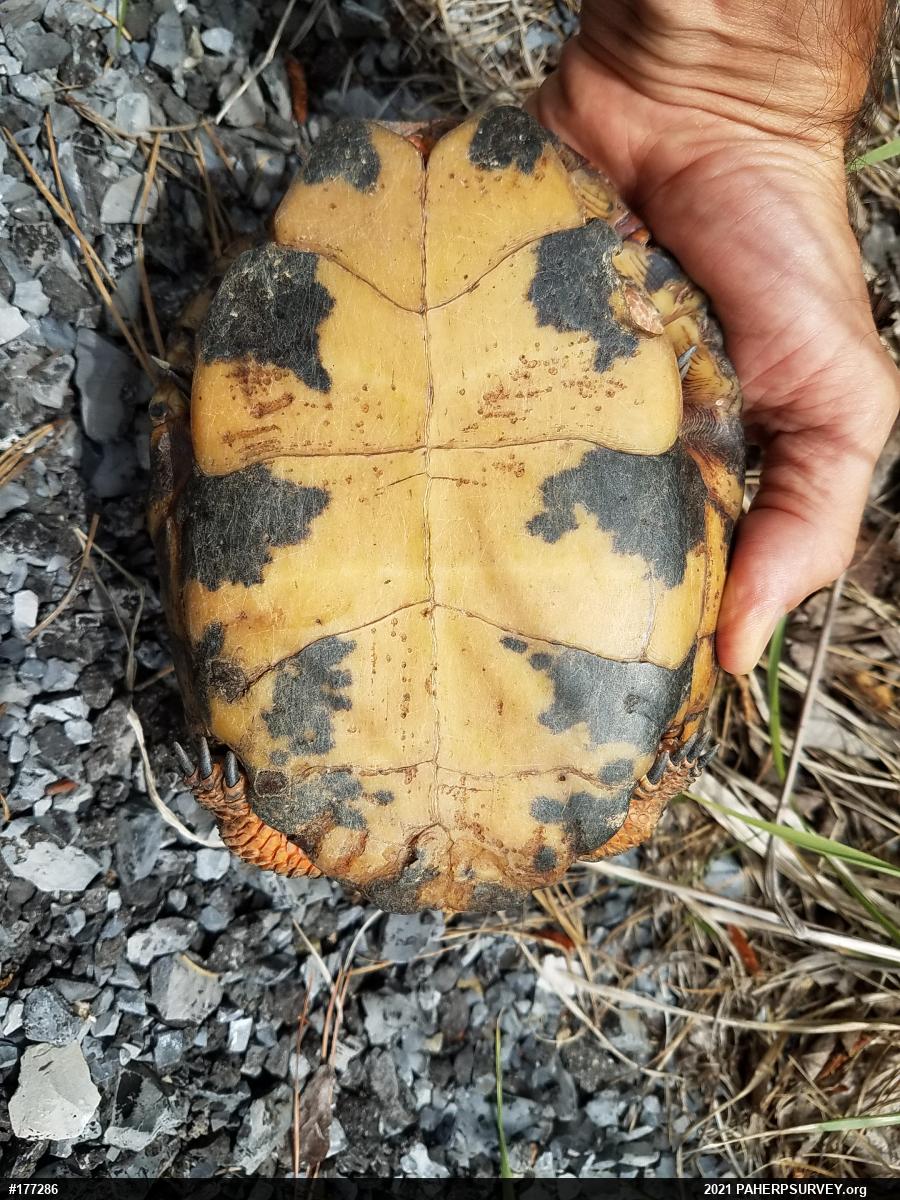 Wood Turtle