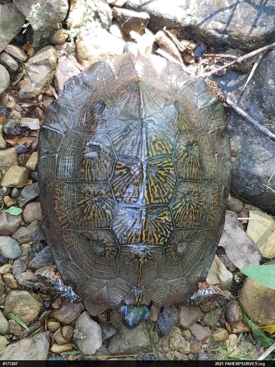 Wood Turtle