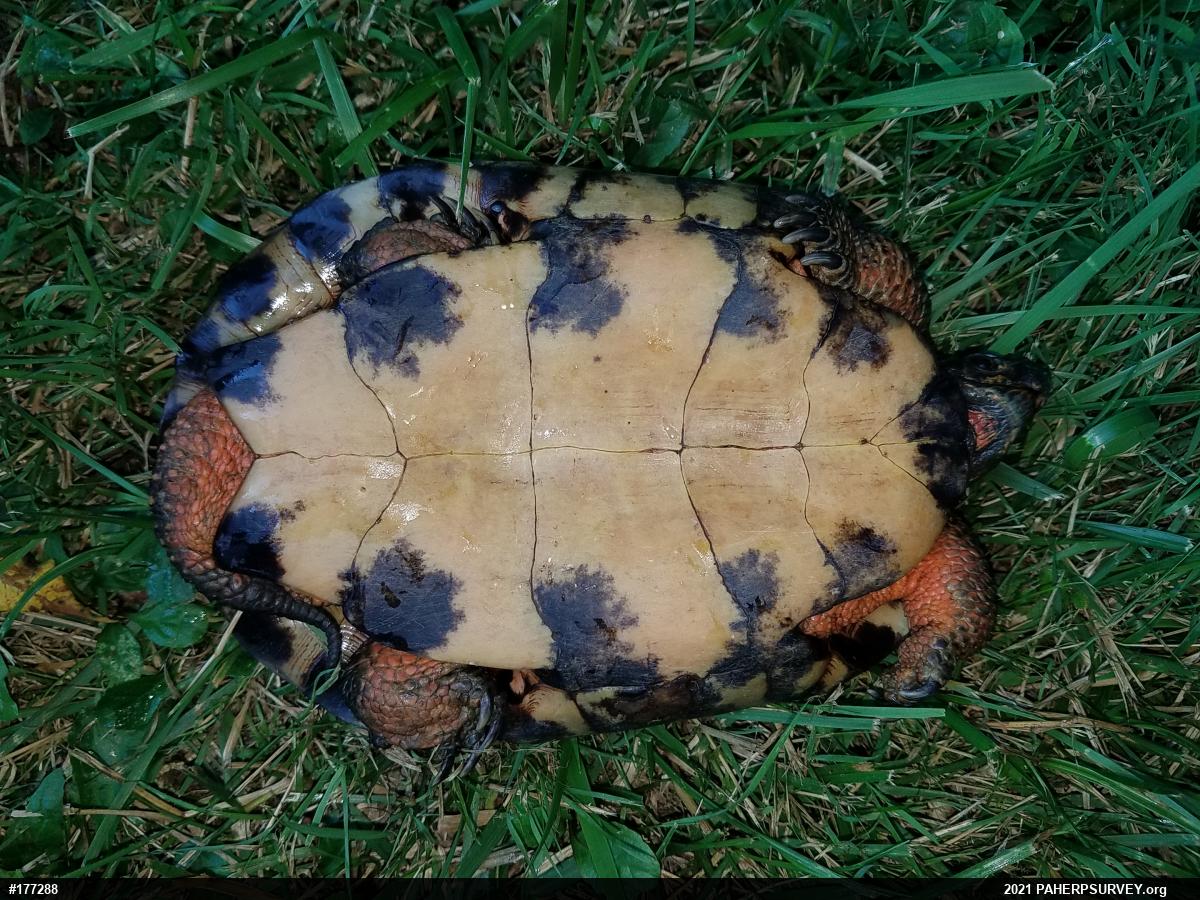 Wood Turtle