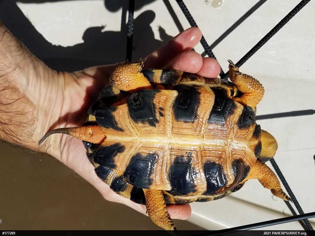 Wood Turtle