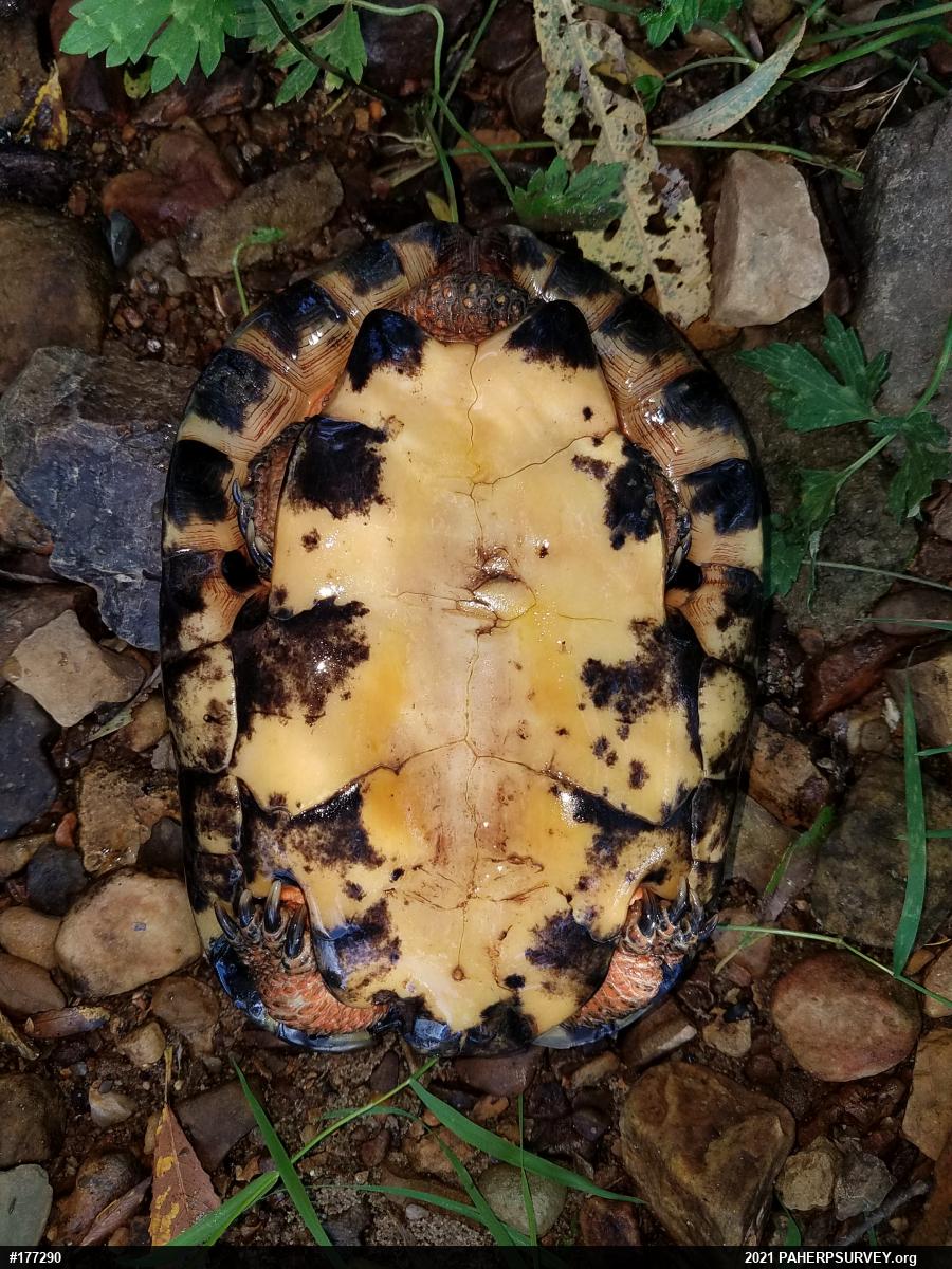 Wood Turtle