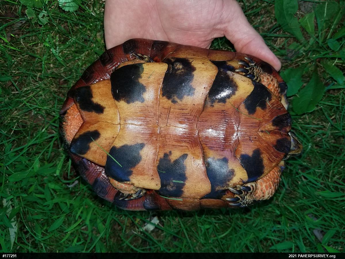 Wood Turtle