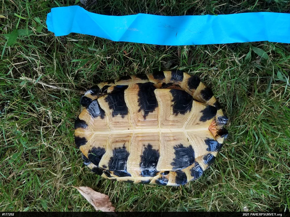 Wood Turtle