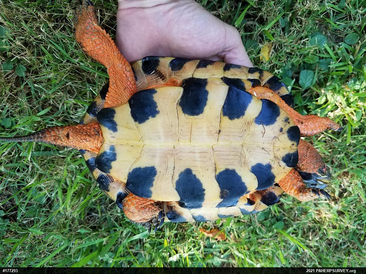 Wood Turtle