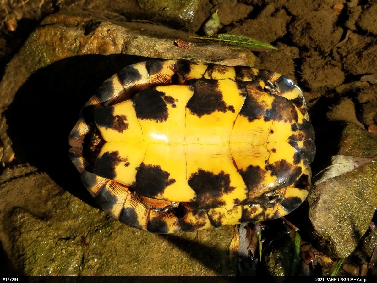 Wood Turtle